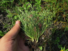 Juncus ranarius