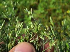 Juncus ranarius