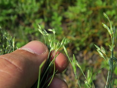 Juncus ranarius