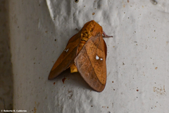 Syssphinx blanchardi