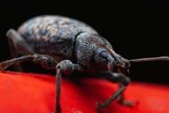 Otiorhynchus aurifer