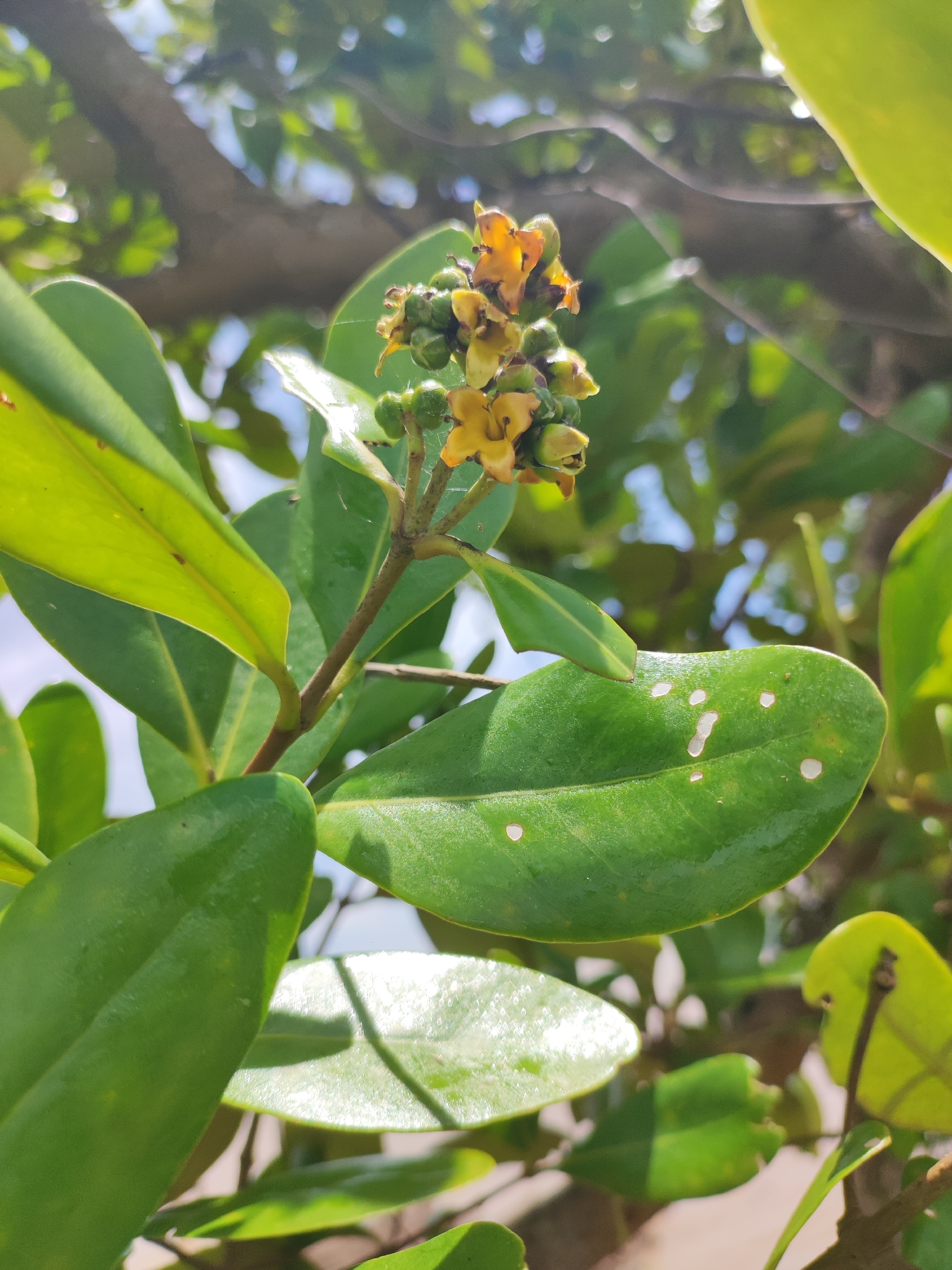Avicennia officinalis — ảnh 3