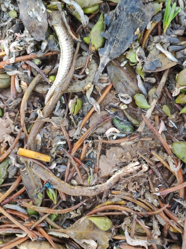 White-bellied Mangrove Snake