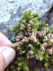 Erica diosmifolia