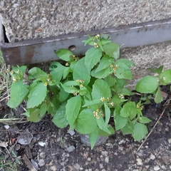 Galinsoga quadriradiata