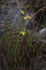 Hexaglottis
