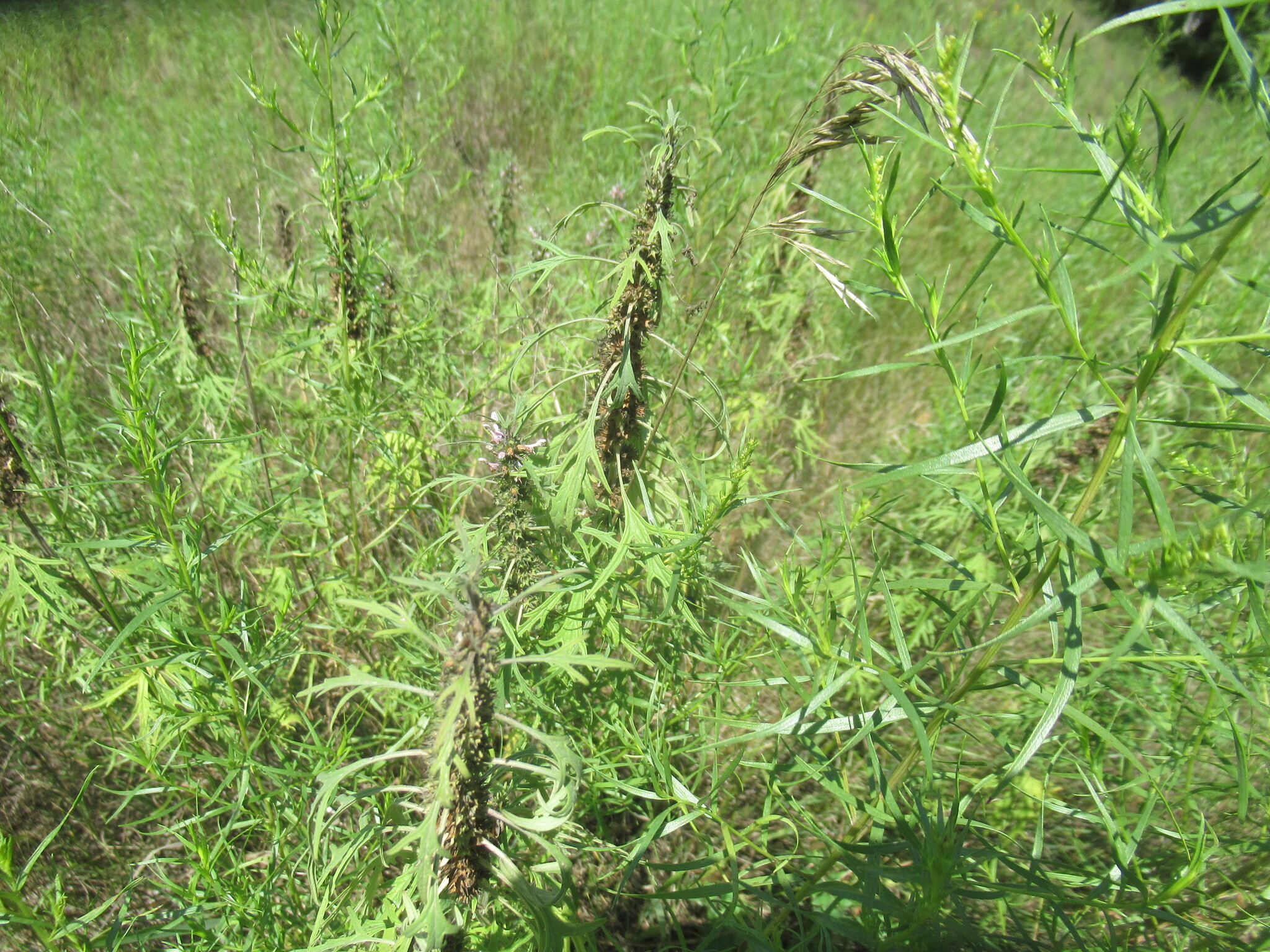 Leonurus deminutus