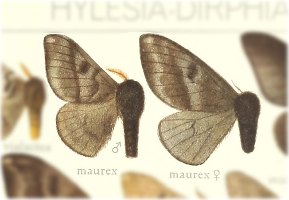 Hylesia maurex