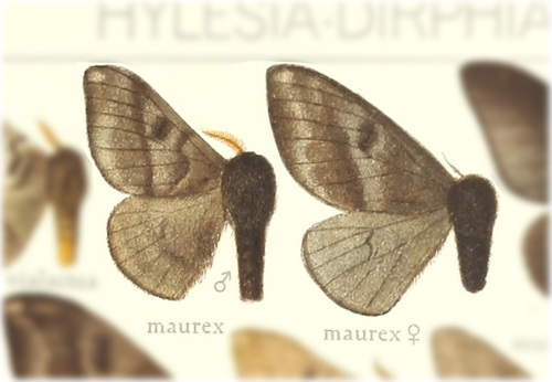 Hylesia maurex
