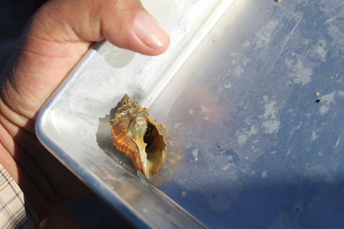Cancellaria cassidiformis observed 2025-10-13