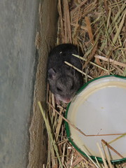 Nothocricetulus migratorius