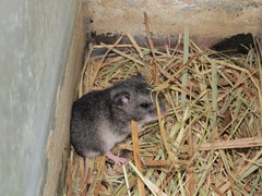 Nothocricetulus migratorius