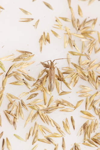 Two-spined Grass Bug, Rozendaal, Nederland, photo 8 of 10