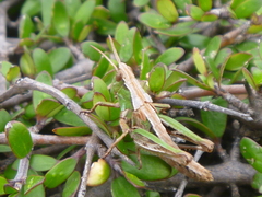 Sigaus campestris