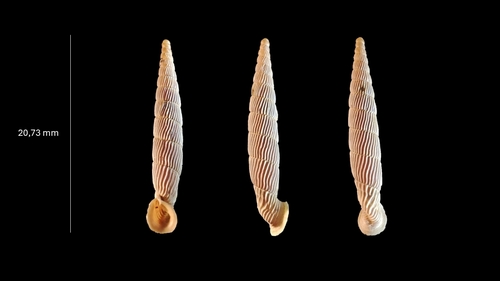 Agathylla exarata observed 2025-09-12