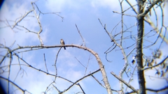 Stelgidopteryx ruficollis