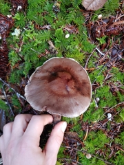 Cortinarius cisqhale