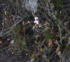 Pelargonium elegans