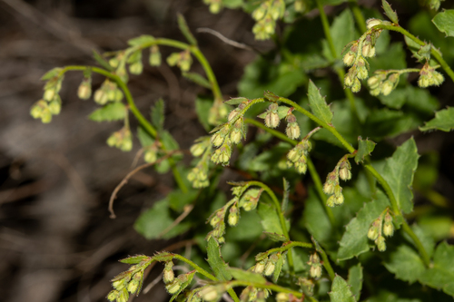 Gonocarpus mezianus (Gonocarpus mezianus)