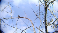 Stelgidopteryx ruficollis