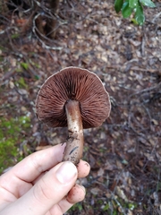 Cortinarius cisqhale