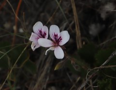 Pelargonium elegans