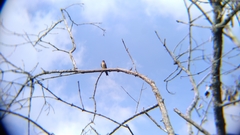 Stelgidopteryx ruficollis