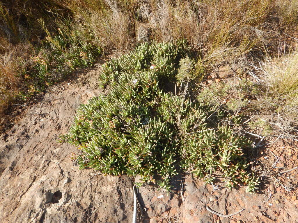Ruschia diversifolia 2