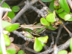 Sigaus campestris