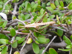 Sigaus campestris