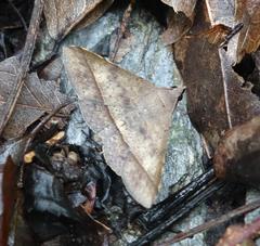 Hypospila bolinoides
