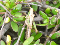 Sigaus campestris