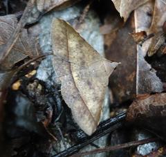 Hypospila bolinoides