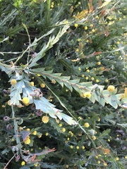 Acacia glaucoptera