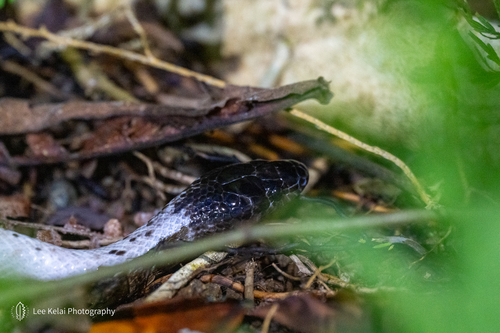 Photo of a Rainbow Ground Snake (Stegonotus iridis)