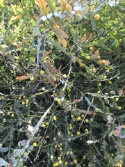 Acacia glaucoptera