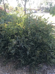 Acacia glaucoptera