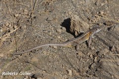 Liolaemus araucaniensis