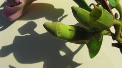 Amphilophium scabriusculum