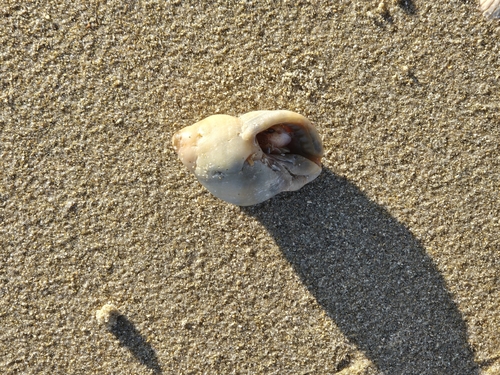 Nucella lapillus