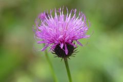 Carduus defloratus