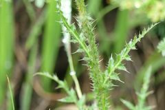 Carduus defloratus