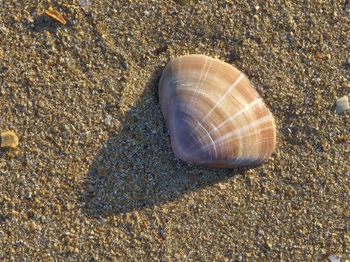 Mactra stultorum