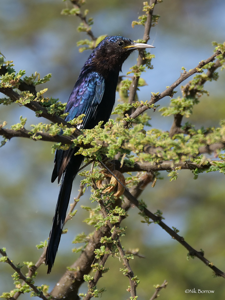 Black Scimitarbill (Rhinopomastus aterrimus) photo