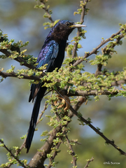 Black Scimitarbill photo 1
