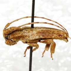 Bisaltes tibialis