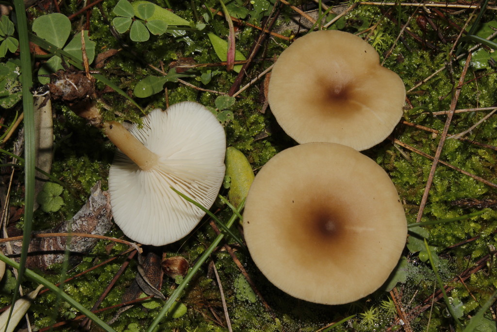 Clitocybe albofragrans