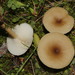 Clitocybe albofragrans - Photo (c) Σάββας Ζαφειρίου (Savvas Zafeiriou), some rights reserved (CC BY-NC), uploaded by Σάββας Ζαφειρίου (Savvas Zafeiriou)