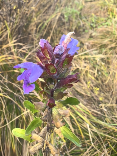 common selfheal