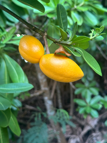 Ochrosia nakaiana iNat (1)